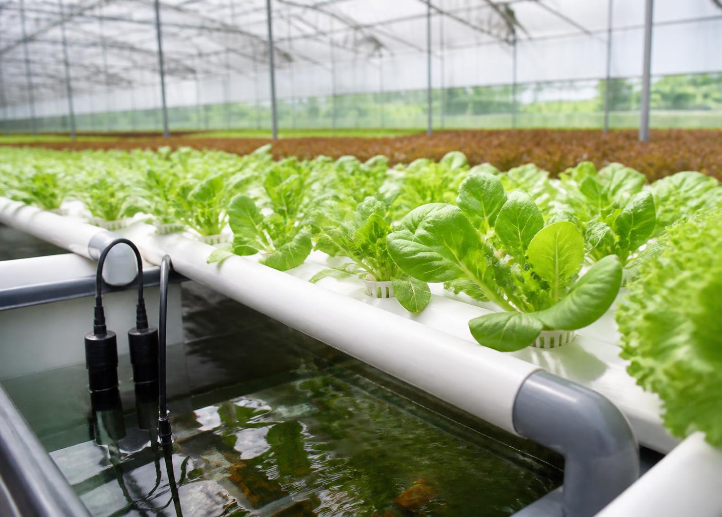 Hydroponic growing channels with water quality sensor probes